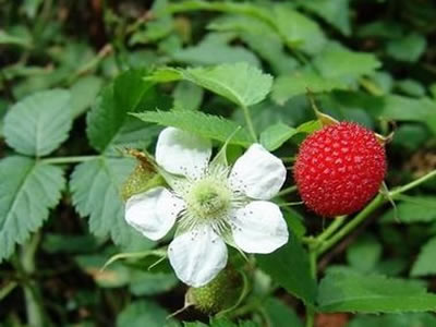 rubus-idaeus-02.jpg