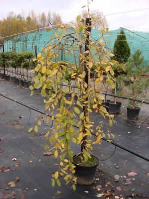 salix-caprea-pendula-03.jpg