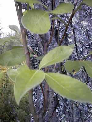 salix-caprea-04.jpg