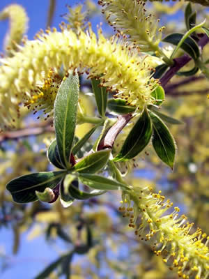 salix-fragilis-03.jpg