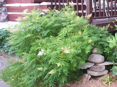 sorbaria-sorbifolia-03.jpg