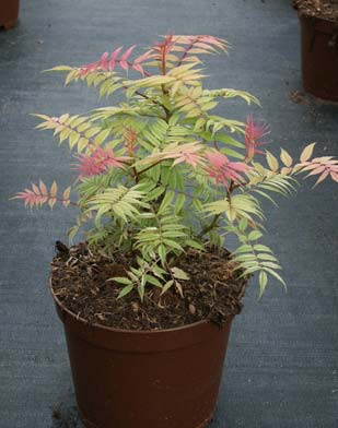 sorbaria-sorbifolia-17.jpg