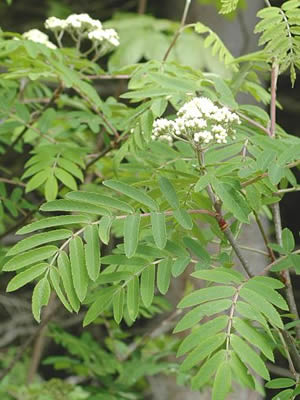 sorbus-aucuparia-03.jpg