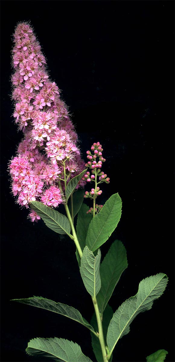 spiraea-syringaeflora-03.jpg