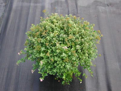 spiraea-syringaeflora-06.jpg