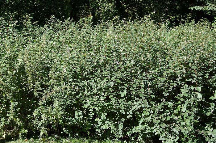 symphoricarpos-albus-laevigatus-03.jpg