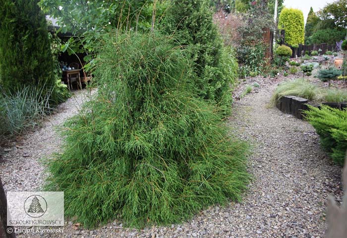 thuja-occidentalis-filiformis-01.jpg