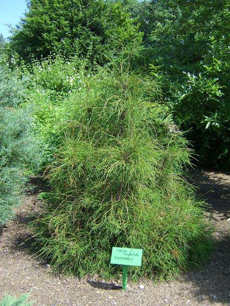 thuja-occidentalis-filiformis-02.jpg