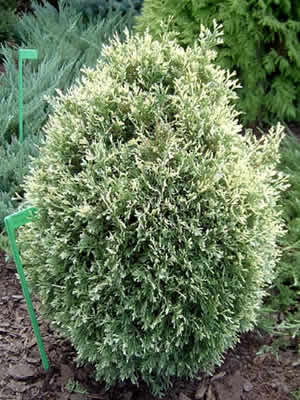 thuja-occidentalis-albospicata-01.jpg