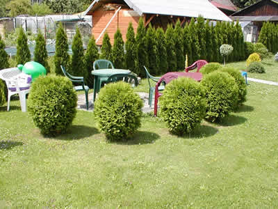 thuja-occidentalis-globosa-03.jpg