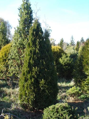 thuja-occidentalis-holmstrup-01.jpg