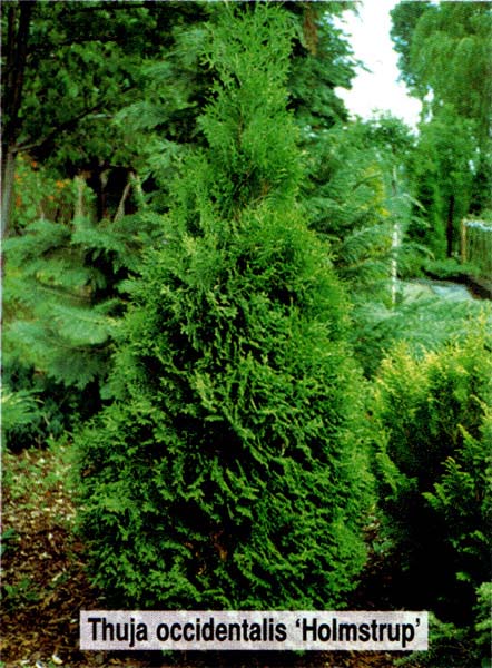 thuja-occidentalis-holmstrup-09.jpg