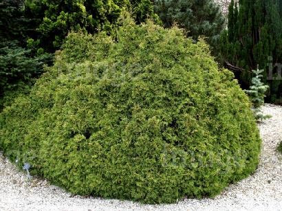 thuja-occidentalis-recurva-nana-01.jpg