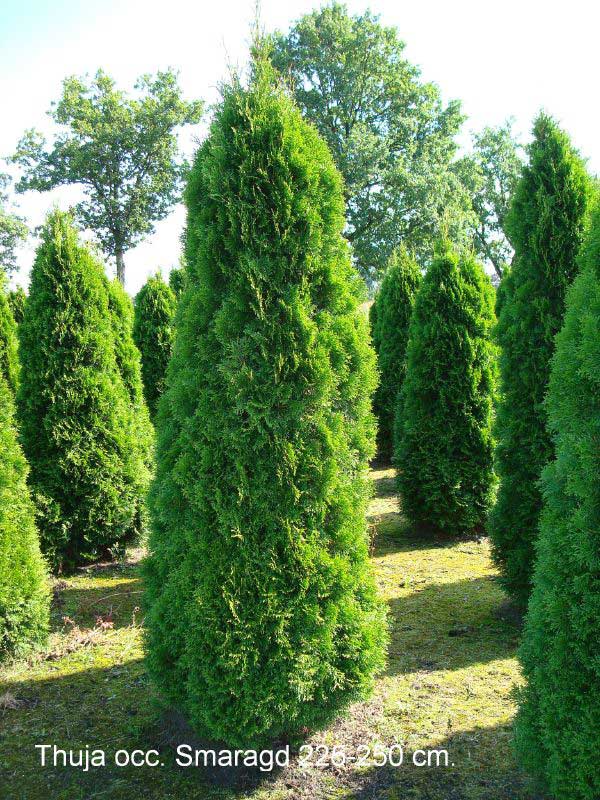 thuja-occidentalis-smaragd-06.jpg