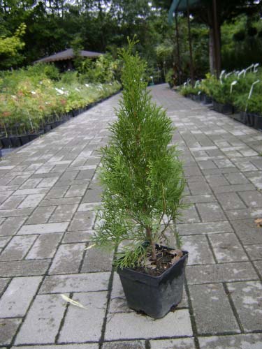 thuja-occidentalis-smaragd-19.jpg