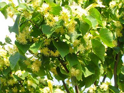 tilia-euchlora-04.jpg