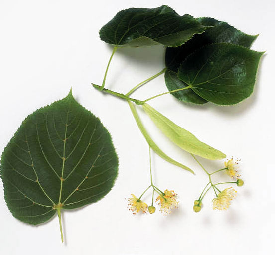 tilia-euchlora-05.jpg