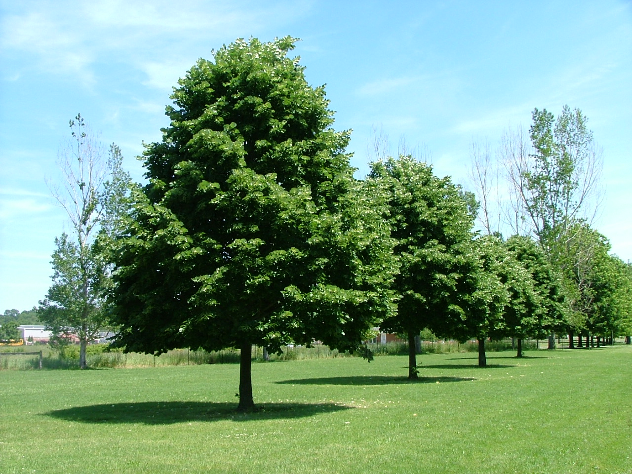 tilia-euchlora-09.jpg