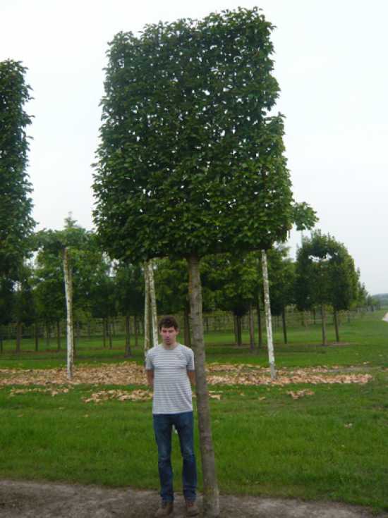 tilia-euchlora-12.jpg