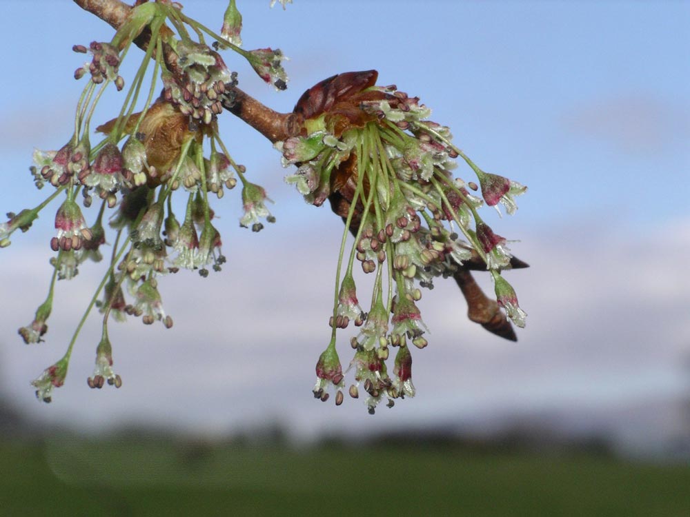 ulmus-laevis-03.jpg