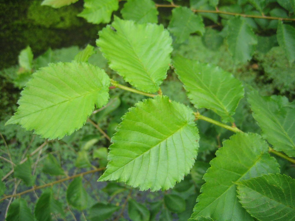 ulmus-laevis-04.jpg