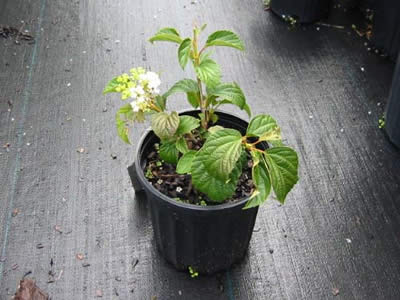 viburnum-sterillis-05.jpg