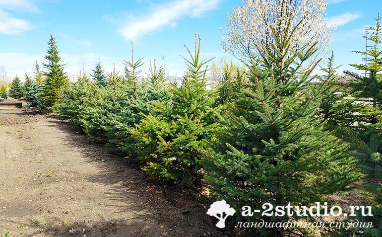 Ель обыкновенная европейская