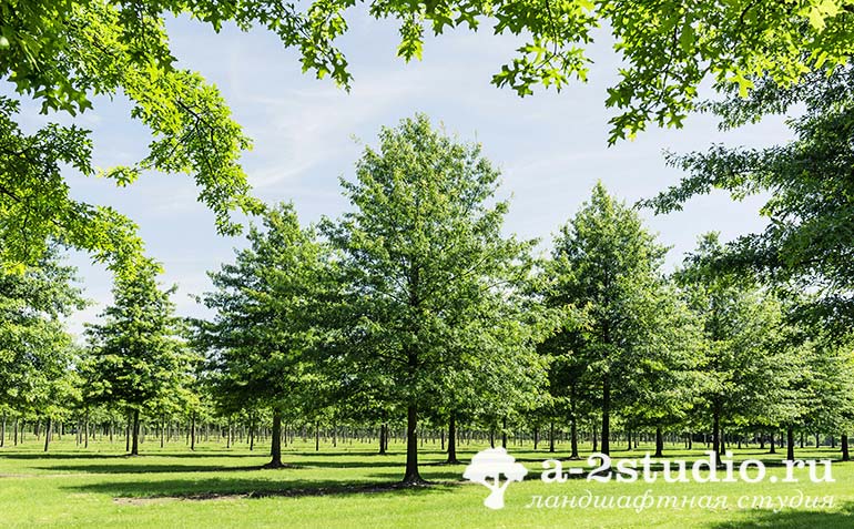 Липа крупнолистная