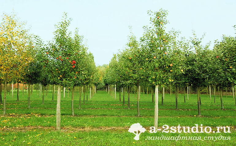 Крупномеры плодовых деревьев яблони