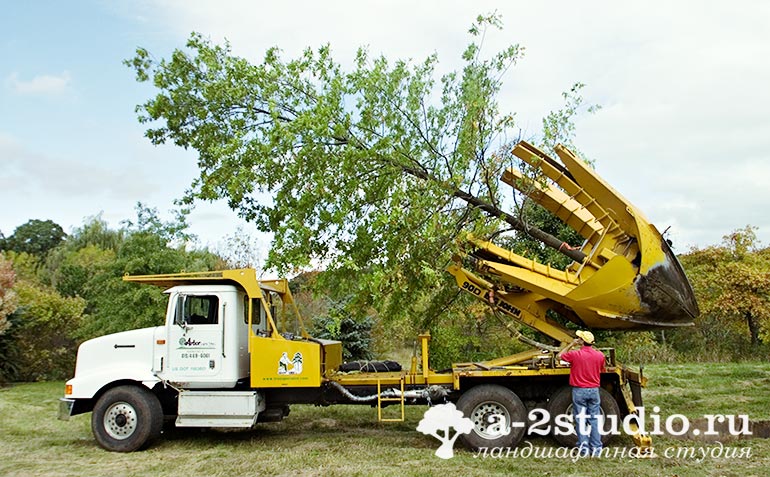 Техника для пересадки деревьев