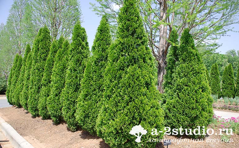 Туя смарагд