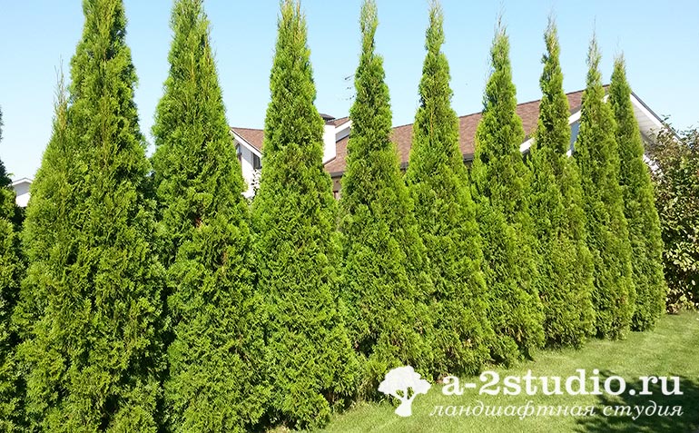 Деревья-крупномеры из питомника