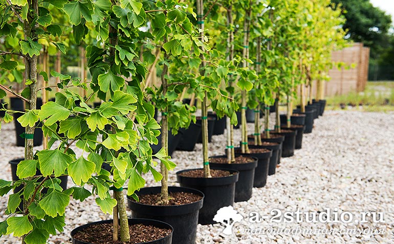 Деревья в контейнерах