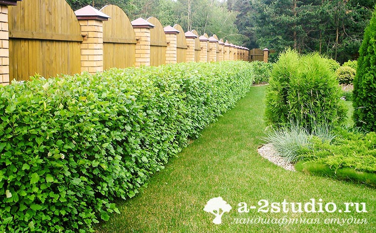 Стриженная изгородь