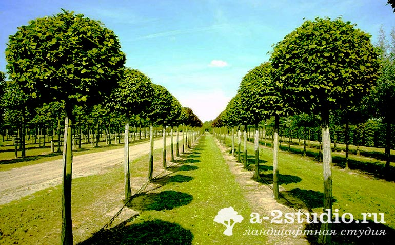 Граб обыкновенный