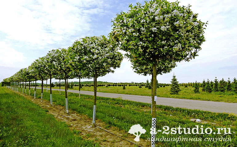 Деревья с кроной в форме шара