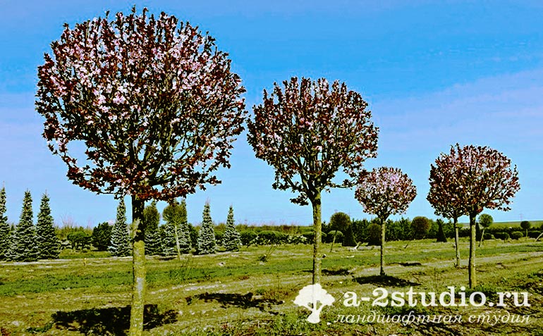 Слива растопыренная Нигра