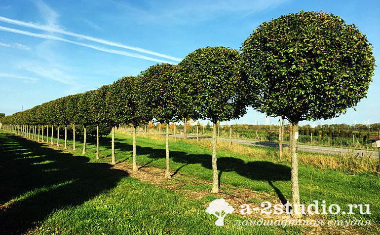 Шаровидные деревья