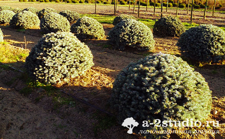 Шаровидные хвойные растения