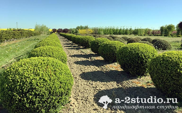 Тис средний Хикси