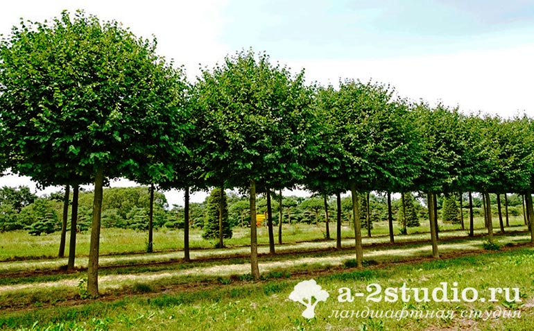 Липа мелколистная Гринспаер